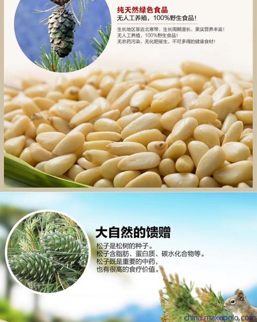 松籽仁红松果仁原味生松仁 专供榨油机油料图片_7