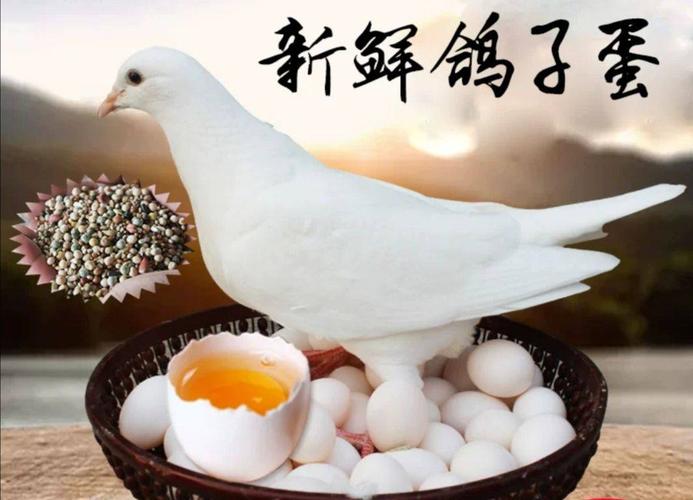 新鲜鸽子蛋