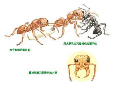 蚂蚁通过身体结构和生理特征分工,工蚁是没有生育能力的雌性,承担抚育