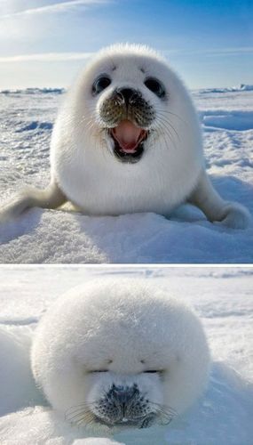 60岁的摄影师keren su在加拿大东部发现了这只格陵兰海豹