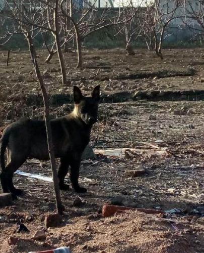 特价出马犬公杜高小公,特价—临沂费县马犬