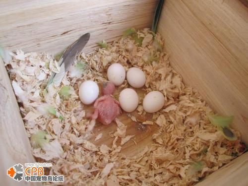 能让虎皮鹦鹉生蛋的窝是什么样的?