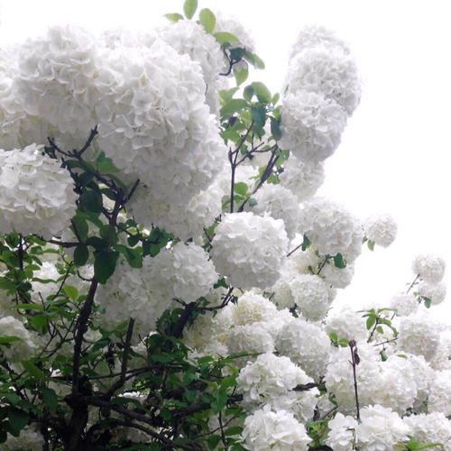                  扬州市花,琼花.