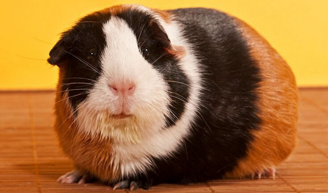 荷兰猪品种图片