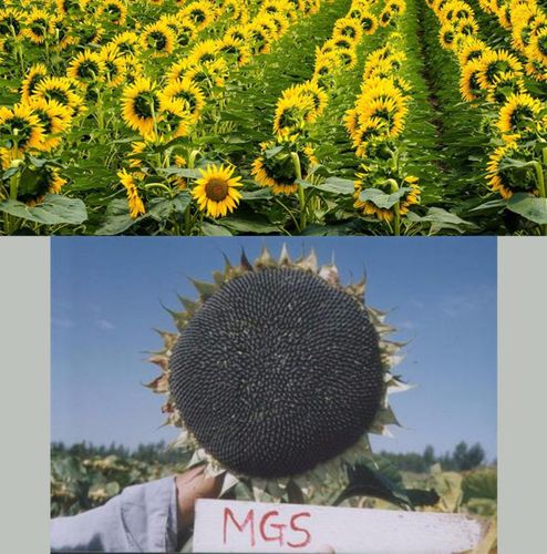 美国矮大头油葵种子 高榨油量可达70%葵花籽种子 油用向日葵种子