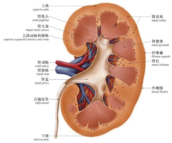 图207 肾盂的构造和形状 structure and shape of the renal pelvis