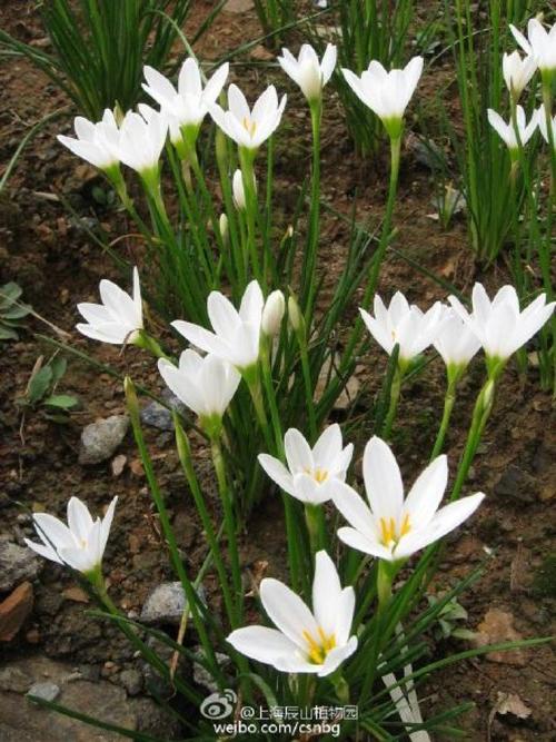 葱莲zephyranthes candida,石蒜科葱莲属多年生草本,别名葱兰,玉帘