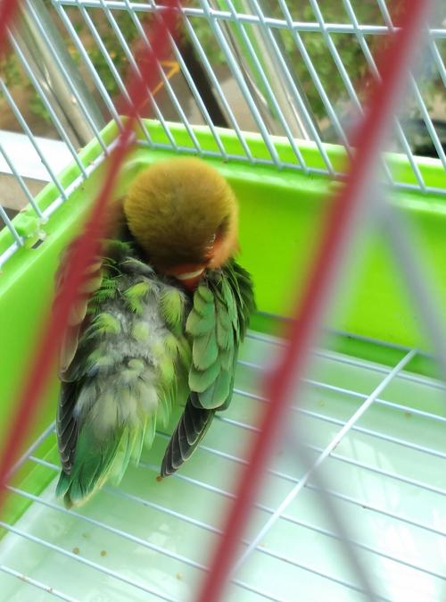 家里养的牡丹鹦鹉,母的那只最近好像掉毛?我妈说鸟笼地上还有黑色的