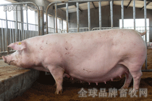 新加系长白母猪