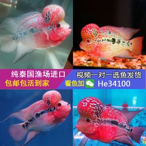 罗汉鱼活体 珍珠鸿运亚成 泰国德萨 马骝短身泰金花苗 大爆头淡水