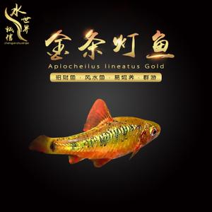 金条鲫鱼水草缸原生冷水淡水观赏鱼黄金灯鱼钻石彩虹鲫活体小型鱼