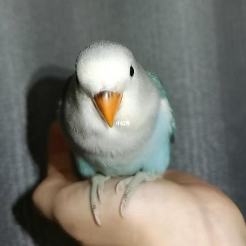 牡丹鹦鹉宝宝鸟眼病的预防与治疗