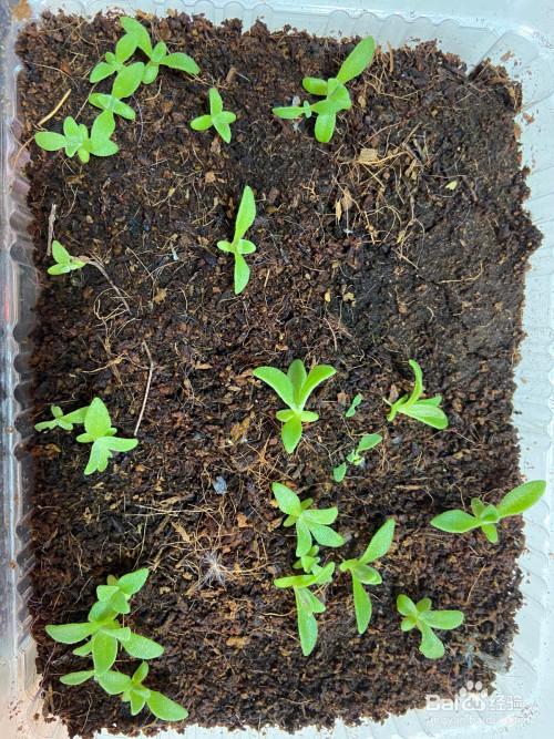 家庭种植冰菜(冰草)--播种实验