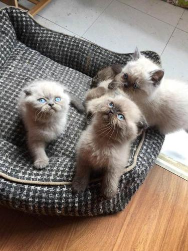 自家养纯种喜马拉雅猫