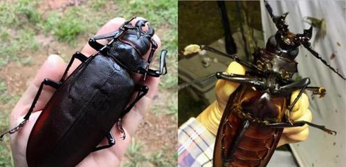 常被你一脚踩死曾卖到50多万的天牛从演变史找天价原因