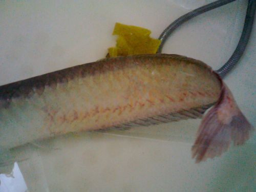 银龙鱼身上的红色斑点是怎么回事?急求专业人士给予帮助