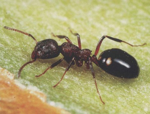西伯利亚臭蚁