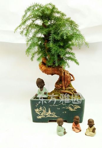 澳洲杉寓意:象征生意像树一样基业长青,人像树一样屹立风华.