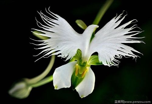 猴面兰花-3