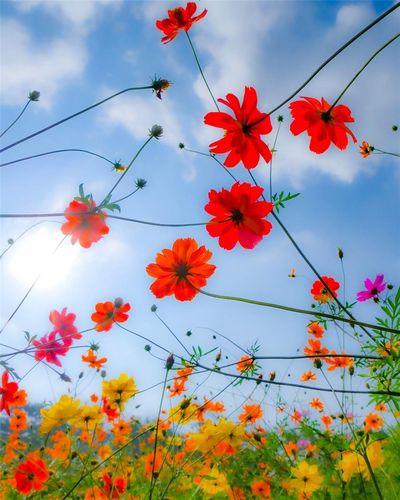 美好时光,美丽花儿