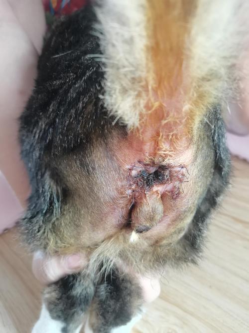 关于猫肛门腺炎以及肛门腺摘除手术问题