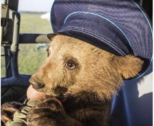 小熊崽刚捡回来的时候像只小猫一样温顺乖巧,在整个基地里瞬间成了网