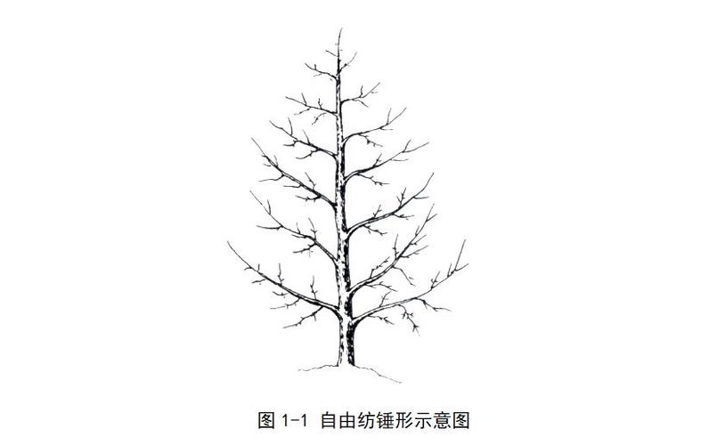 自由纺锤形果树修剪要点