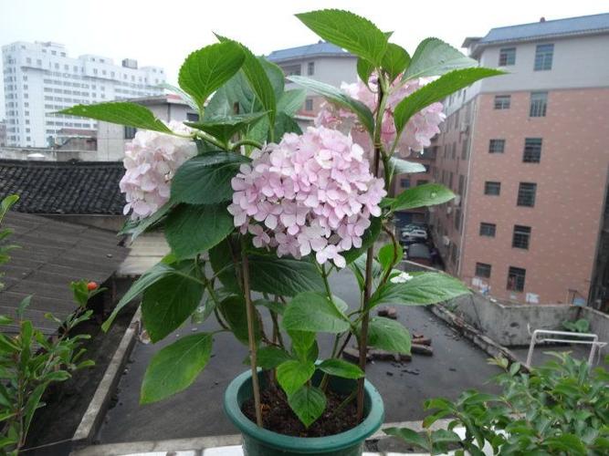 确认之后要将绣球花从土壤中取岀,剪掉腐烂的根部,重新种到干燥的土壤