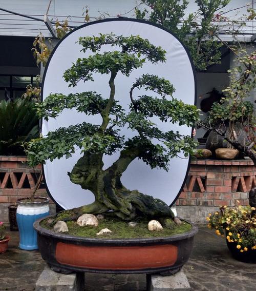 四川金弹子树桩黑塔子熟桩盆景桩金单弹子桩金了弹子阳台桩包邮