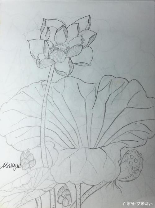 白描荷花也太好看了吧!画它!