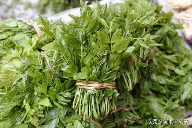 马兰头 17,皂角尖 皂角尖是皂角树上的嫩尖,是一种可以食用野菜,用来