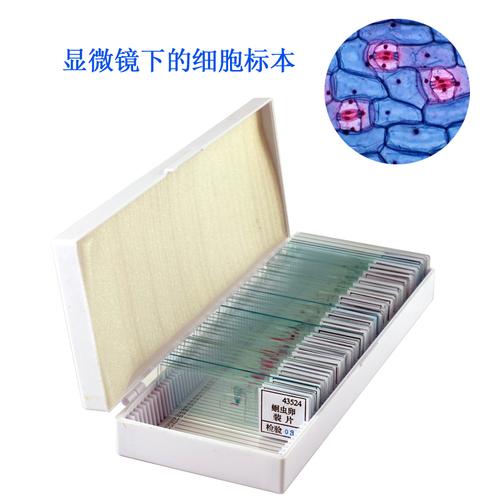 中学生物标本/装片50片装显微镜下观察放大观察微生物标本切片