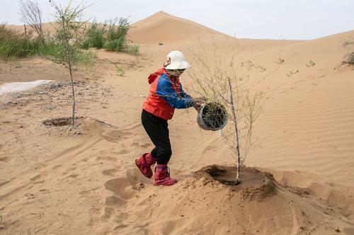 沙漠植树