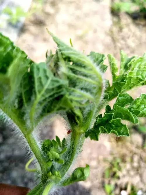 种西瓜一定要知道!这些病用药不一定管用