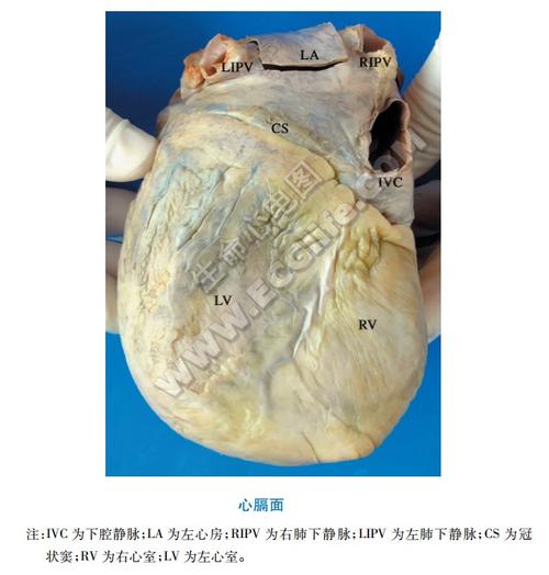 心脏的外形(解剖图解)