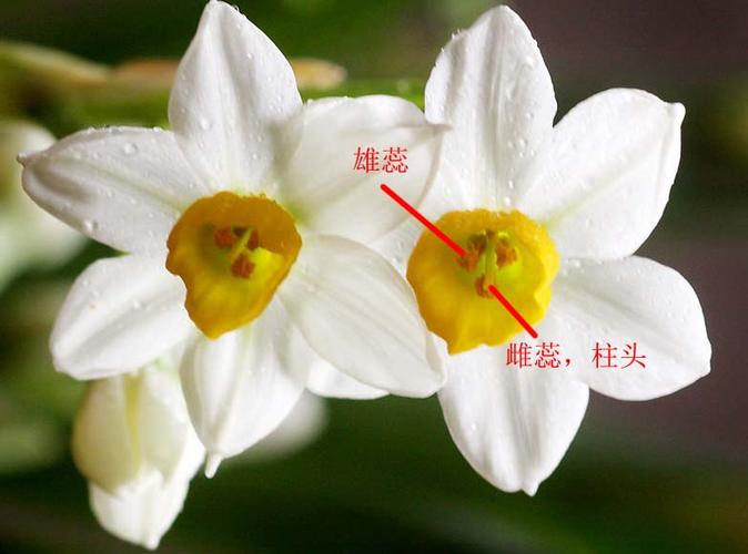 怎样分辨水仙花是雌花还是雄花以及怎样授粉