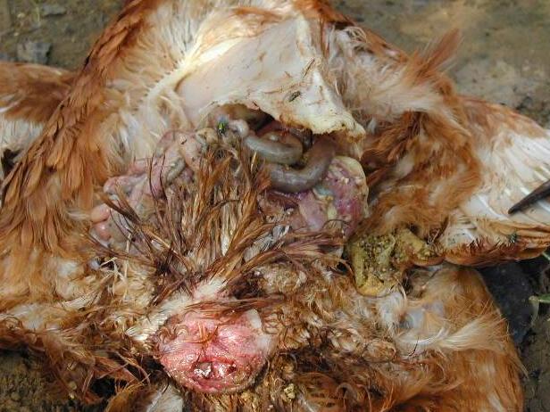 鸡泄殖腔炎