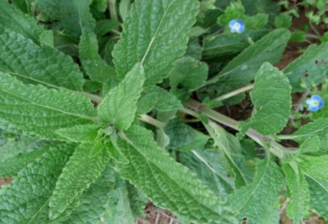 蟾蜍草泡水喝的功效四:平常咽喉肿痛和痰多难受的患者,食用蟾蜍草