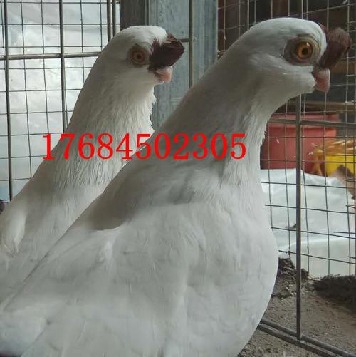 出售栏杆鸽 红头鸽子 毛脚两头乌鸽 墨环鸽 金眼白鸽