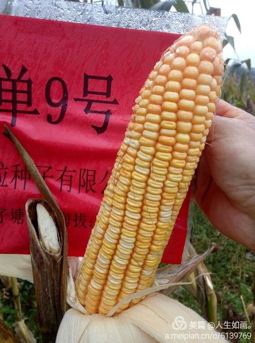 楚雄绿田观摩会玉米品种,珍藏版