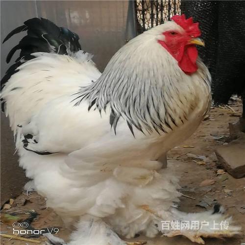 婆罗门鸡 婆罗门鸡价格
