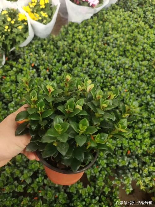 开花像金鱼一样漂亮的小盆栽——金鱼花;金鱼花的养护