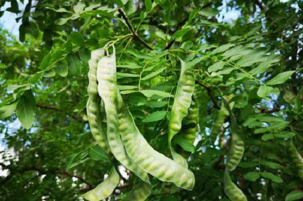 还有很多农村人在种植皂角树的原因