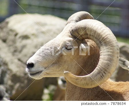 构图 侧脸 照片 冲绳羊 首页 照片 姿势_表情_动作 构图 侧脸 冲绳羊