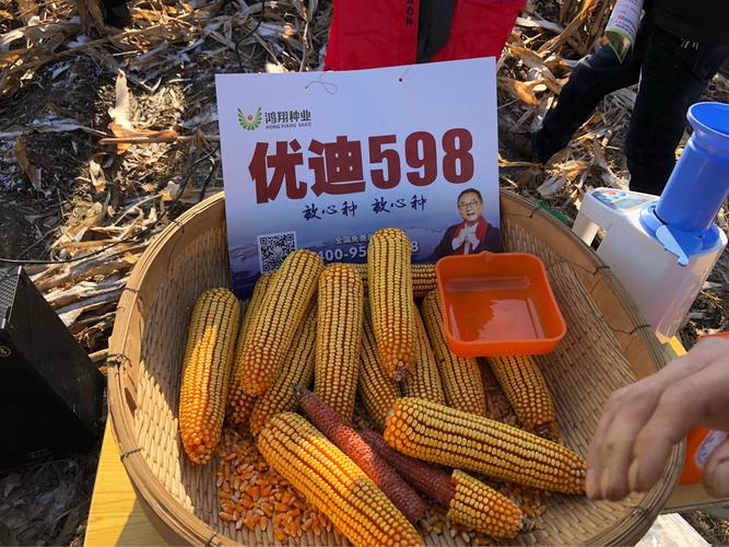 优迪598,致富千万家!