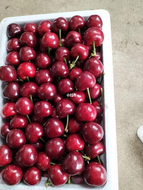 露天大美早车厘子即将上市