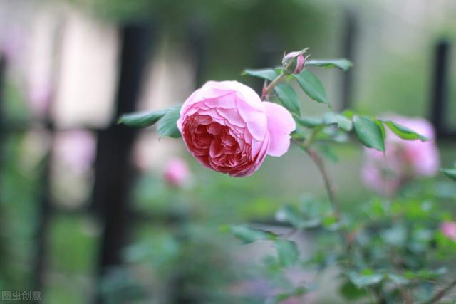 月季大游行最大的优点就是生长速度快,牙签苗两年完全可以打造一面花