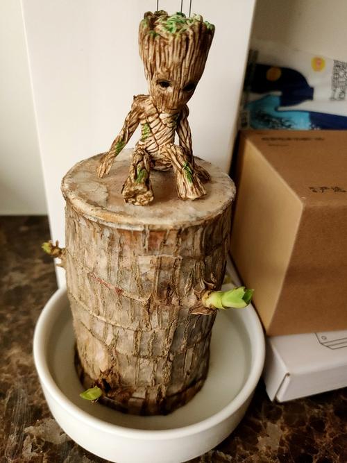 新买的巴西木,不知何时能长出格鲁特