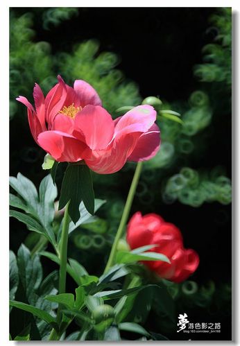 芍药