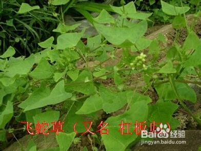 鱼腥草一两,马缨丹(民间俗称臭花草)一两,马缨丹一两,南蛇簕5钱,飞蛇